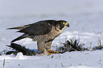 standing Peregrine Falcon