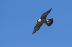 flying Peregrine Falcon