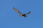 flying Peregrine Falcon