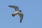 flying Peregrine Falcon