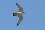 flying Peregrine Falcon