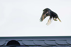 flying Peregrine Falcon