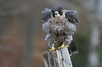 sitting Peregrine Falcon