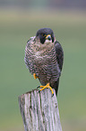 sitting Peregrine Falcon