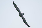 flying Peregrine Falcon