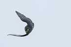 flying Peregrine Falcon