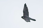 flying Peregrine Falcon