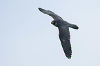 flying Peregrine Falcon