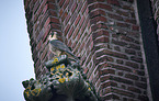 young Peregrine Falcon