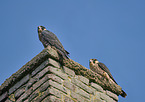 young Peregrine Falcons