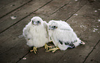 young Peregrine Falcons