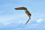 peregrine falcon