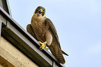 peregrine falcon