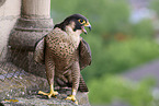 peregrine falcon