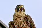 peregrine falcon