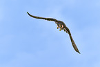 peregrine falcon