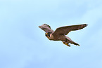 peregrine falcon