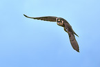 peregrine falcon