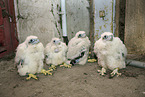 peregrine falcons