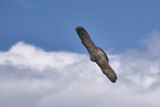 peregrine falcon