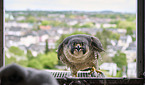 peregrine falcon