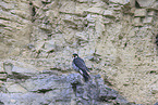 peregrine falcon