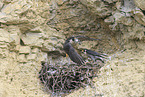 peregrine falcon