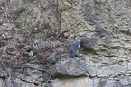 peregrine falcon