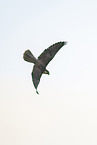 Peregrine falcon