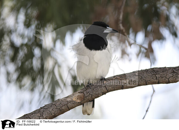 Pied Butcherbird / FF-16622