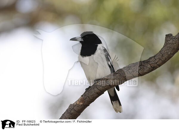 Schwarzkehl-Kr�henstar / Pied Butcherbird / FF-16623