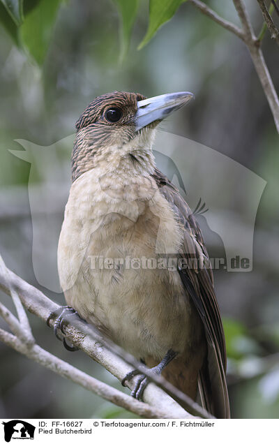 Schwarzkehl-Kr�henstar / Pied Butcherbird / FF-16627