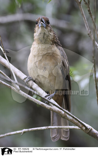 Schwarzkehl-Kr�henstar / Pied Butcherbird / FF-16629