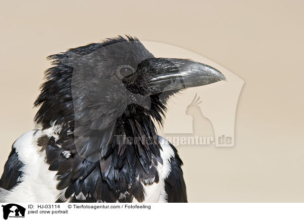 pied crow portrait / HJ-03114
