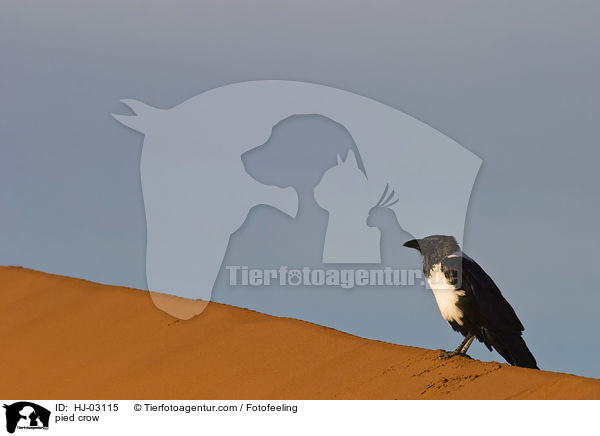 pied crow / HJ-03115