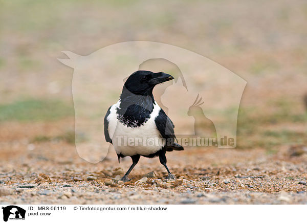 pied crow / MBS-06119