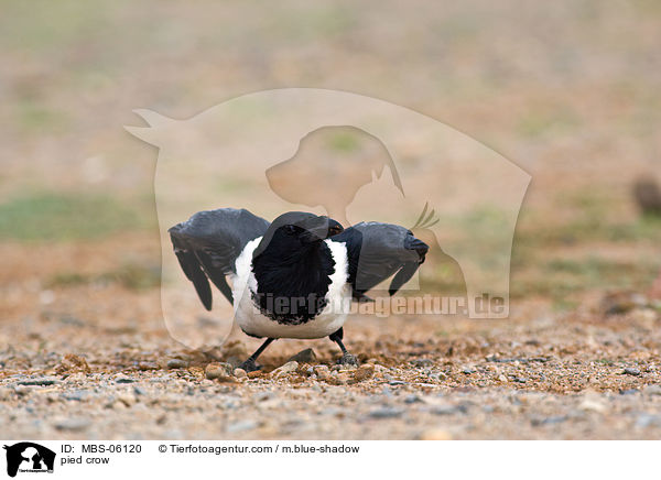 pied crow / MBS-06120