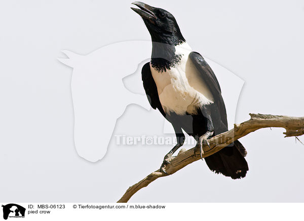 pied crow / MBS-06123