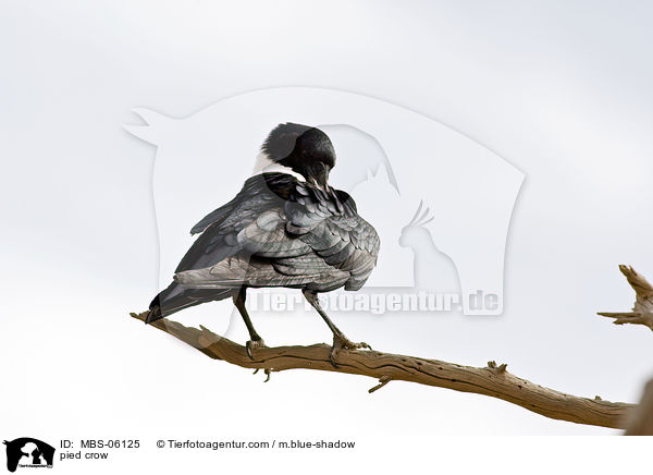 Schildrabe / pied crow / MBS-06125