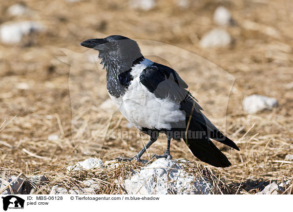 pied crow / MBS-06128