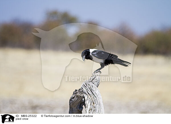 pied crow / MBS-25322