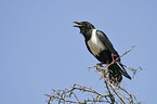 Pied Crow