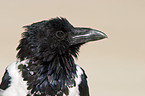 pied crow portrait