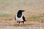 pied crow