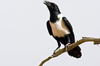 pied crow