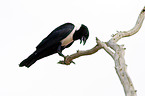 pied crow