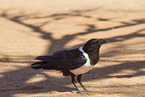 pied crow