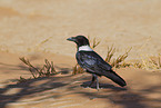 pied crow