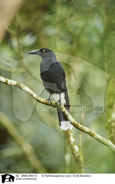 pied currawong / DMS-09013