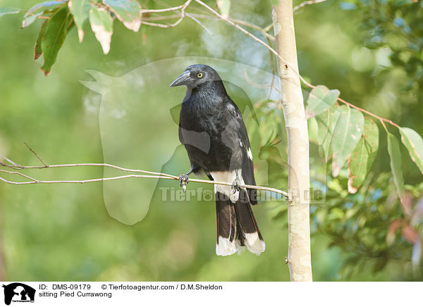 sitting Pied Currawong / DMS-09179